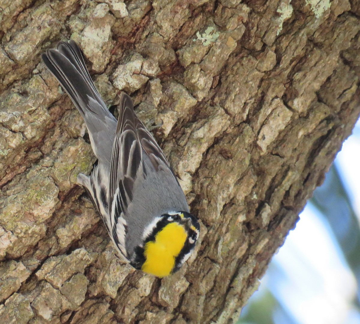 Yellow-throated Warbler - ML619866261