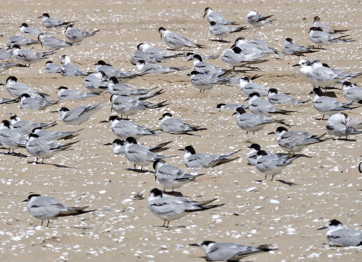 Common Tern - ML619866278