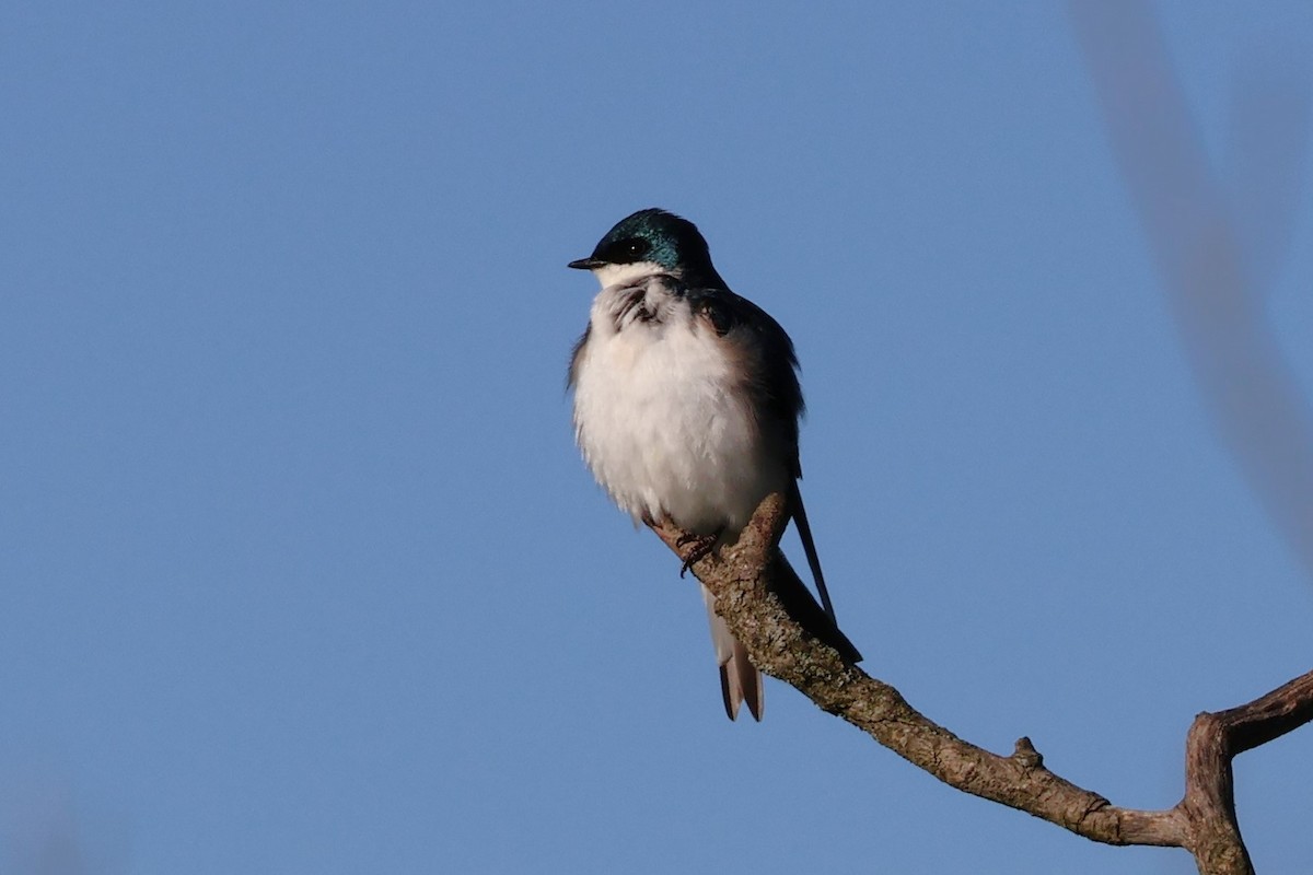 Tree Swallow - ML619866282