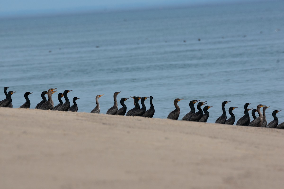 Double-crested Cormorant - ML619866293