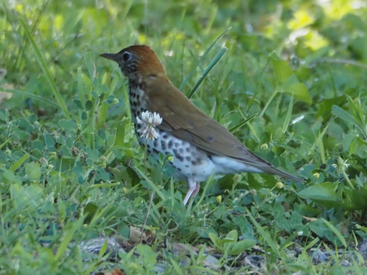 Wood Thrush - ML619866294