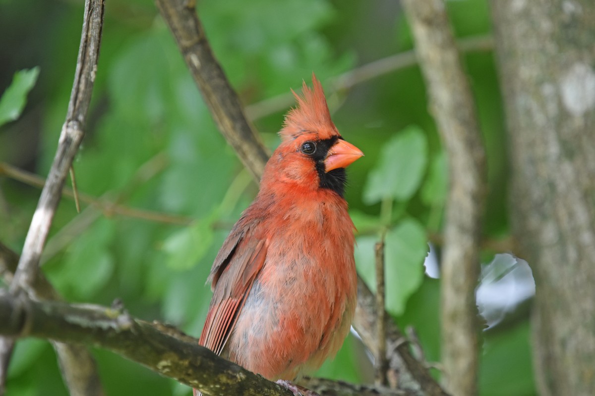 Northern Cardinal - ML619866301