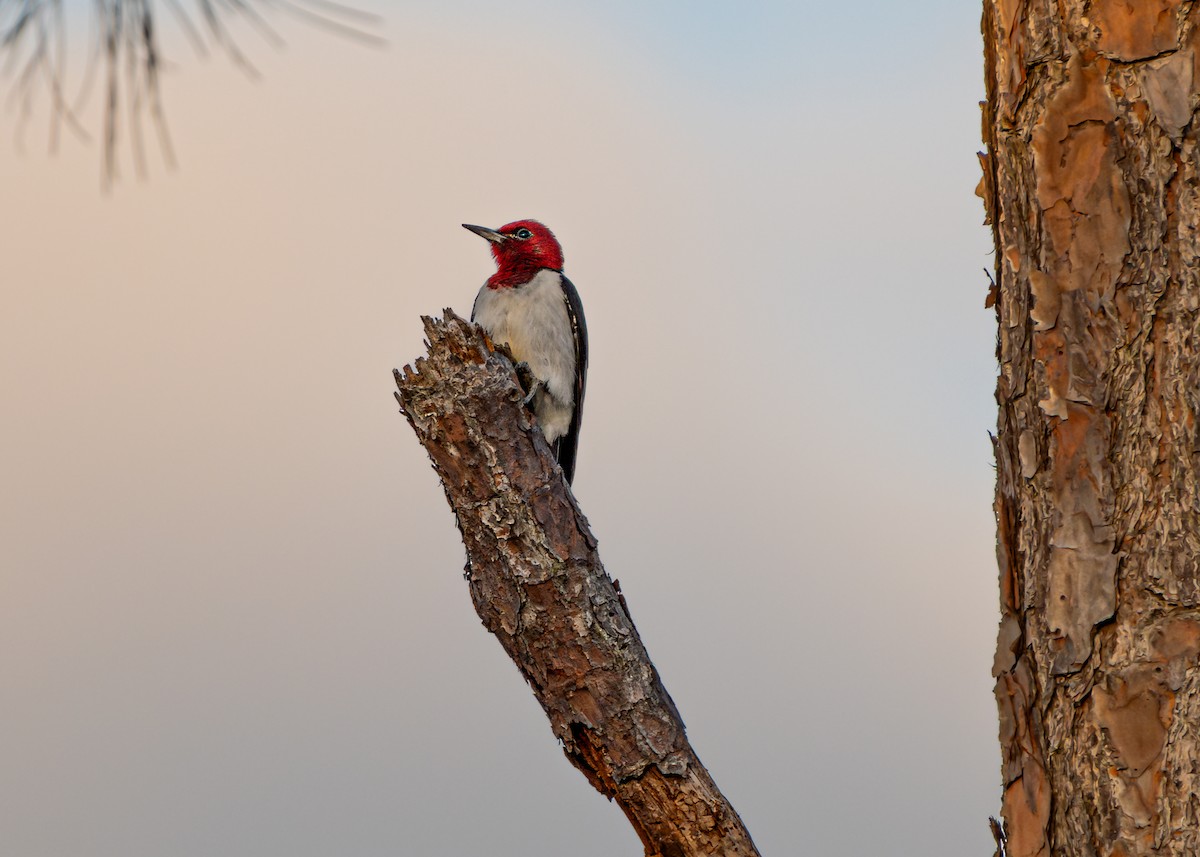 Pic à tête rouge - ML619866312