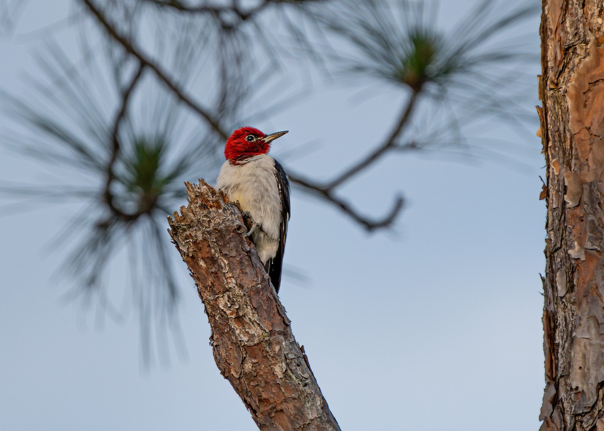 Red-headed Woodpecker - ML619866313
