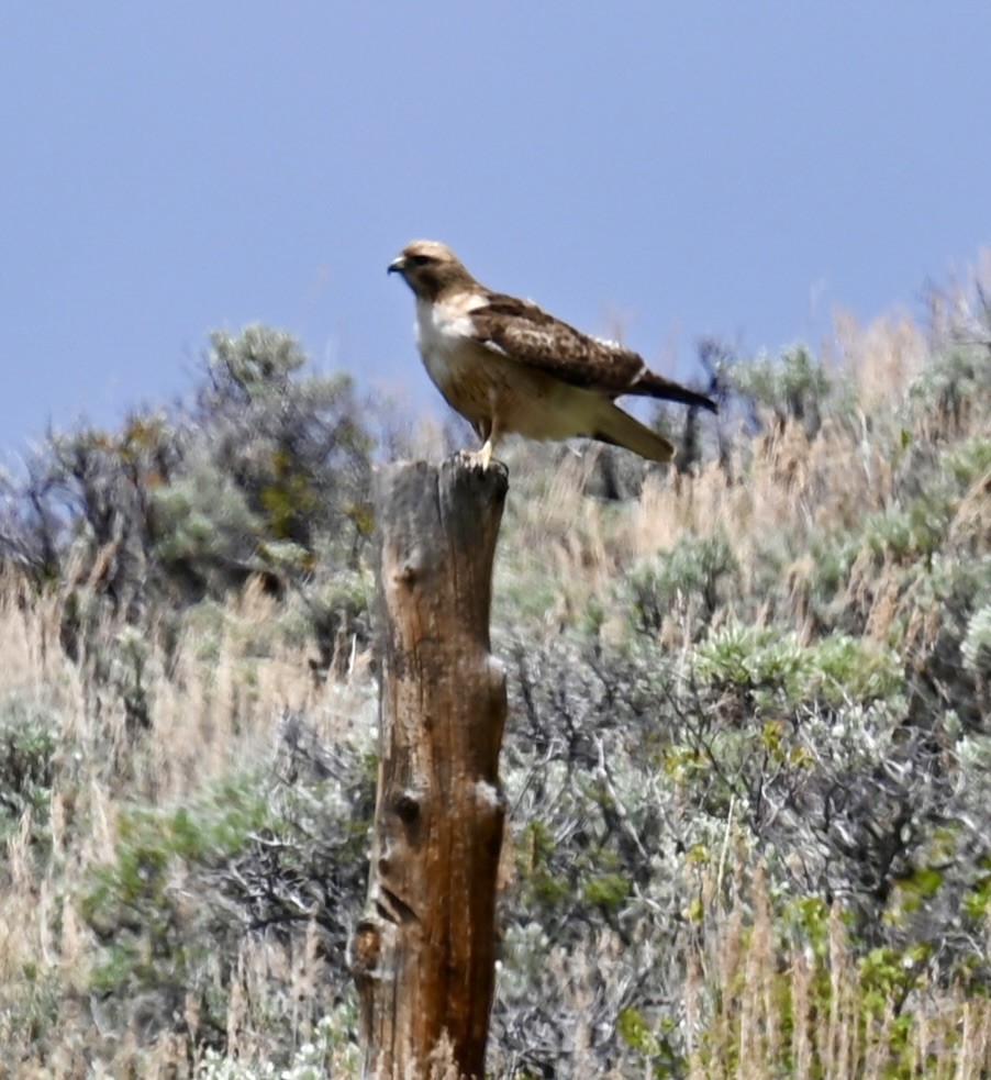 Red-tailed Hawk - ML619866319