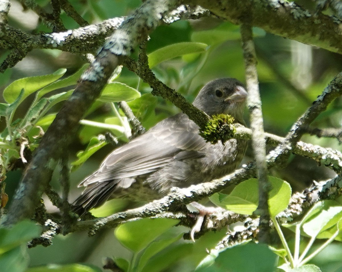 Brown-headed Cowbird - ML619866322