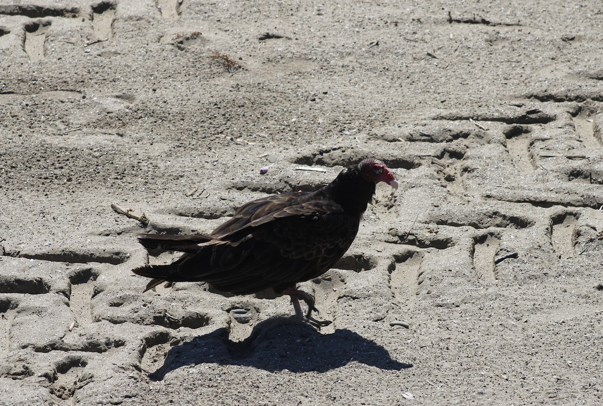 Turkey Vulture - kim nordquest
