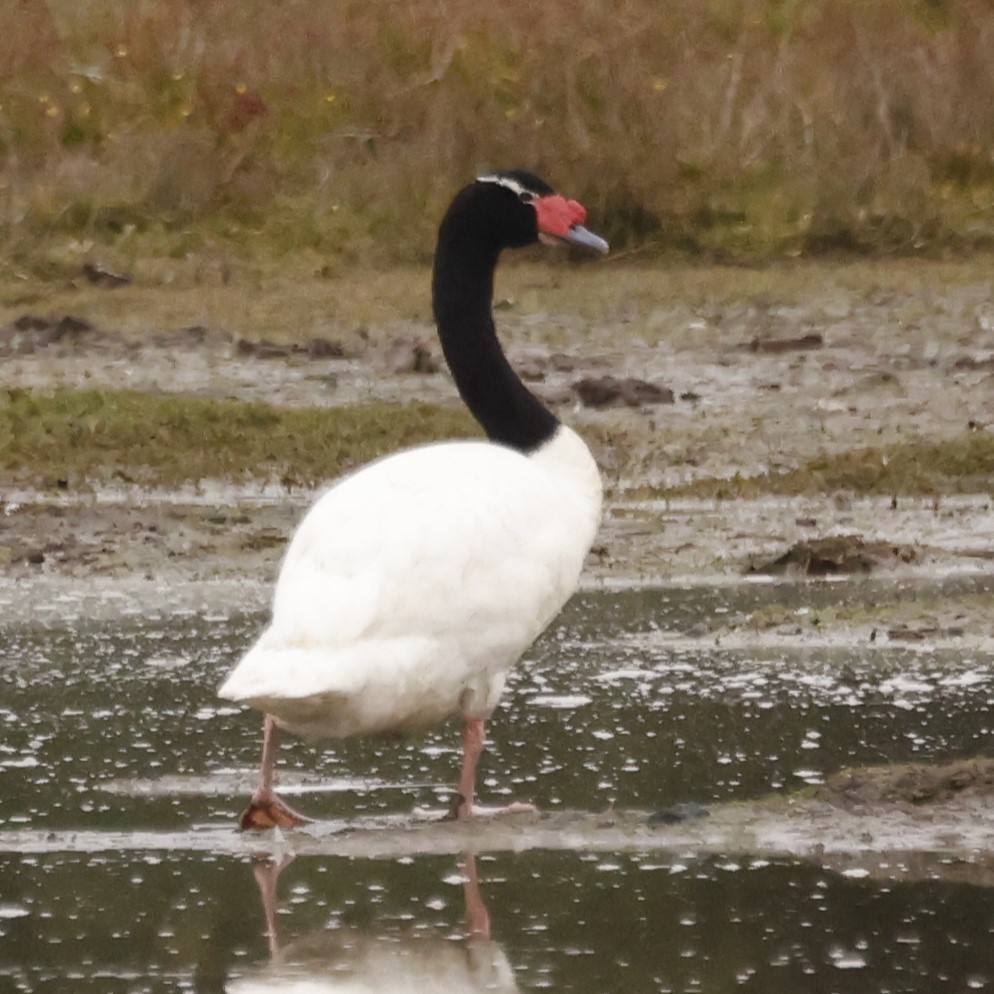 Black-necked Swan - ML619866347