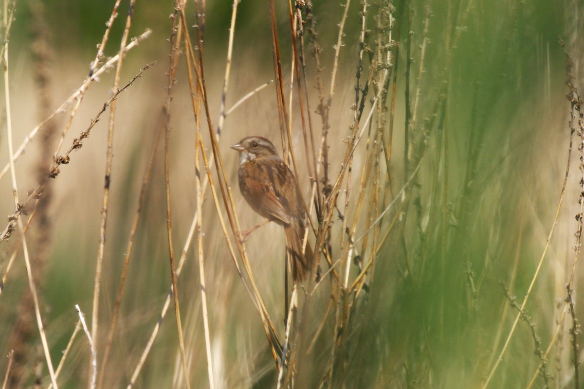 Swamp Sparrow - ML619866350