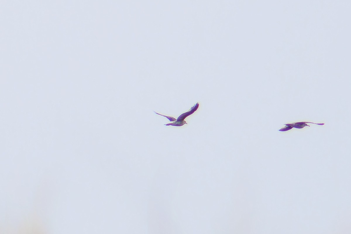 goéland sp. (Larus sp.) - ML619866352