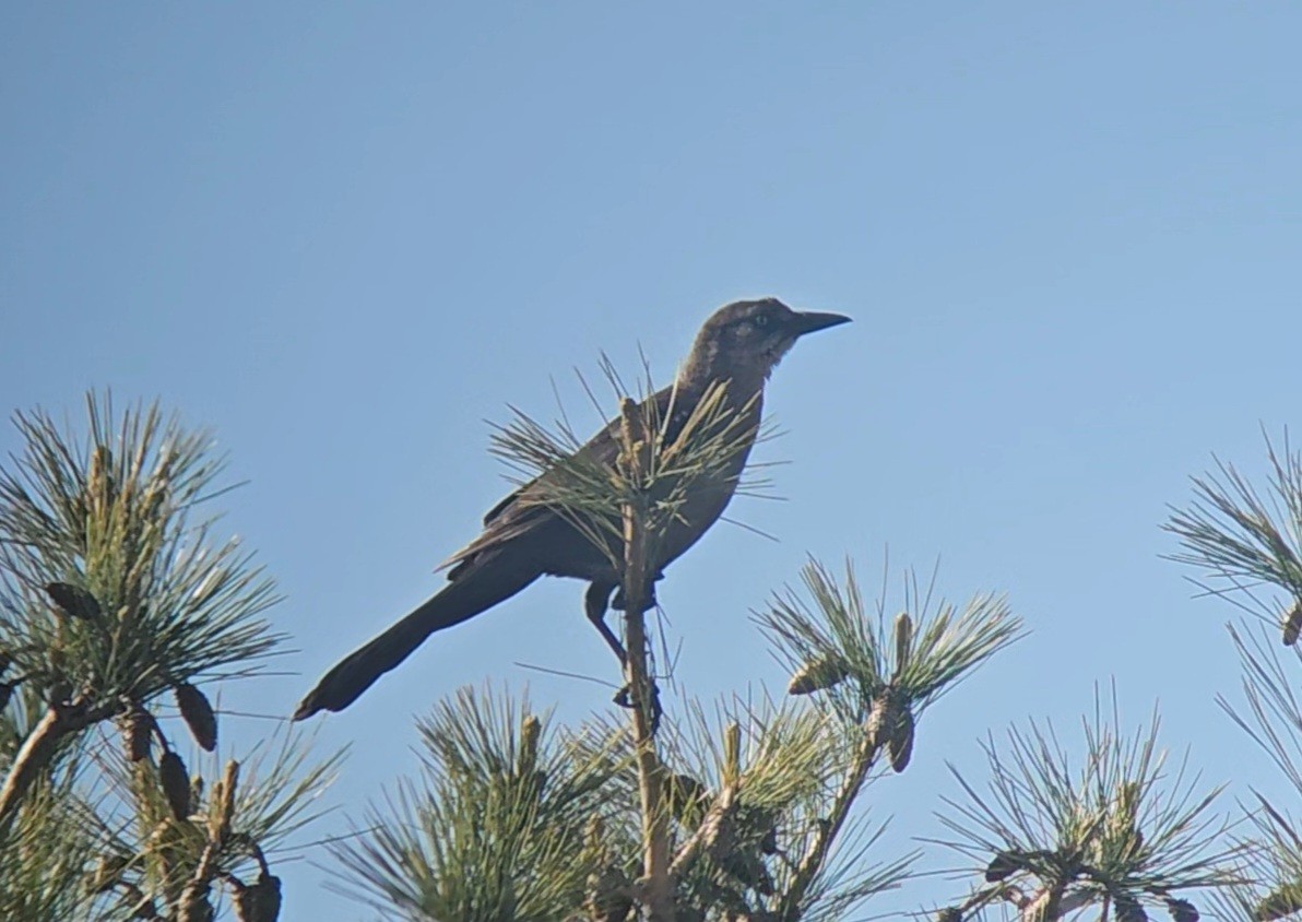 Great-tailed Grackle - ML619866360