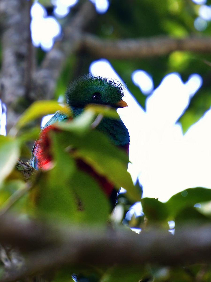 Resplendent Quetzal - ML619866366