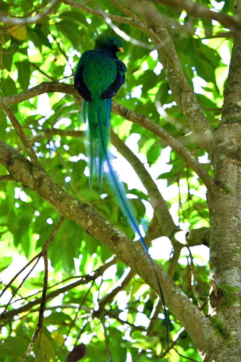 Resplendent Quetzal - ML619866367