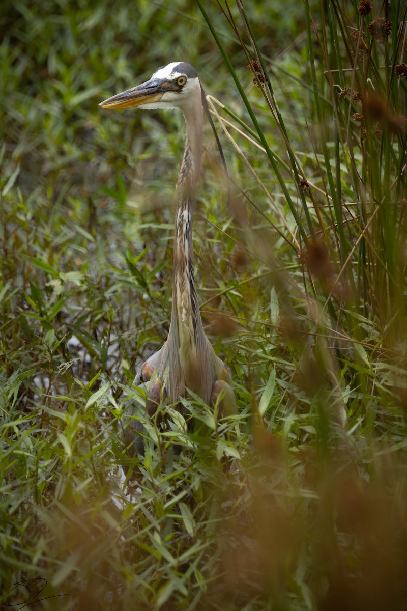 Great Blue Heron - ML619866385