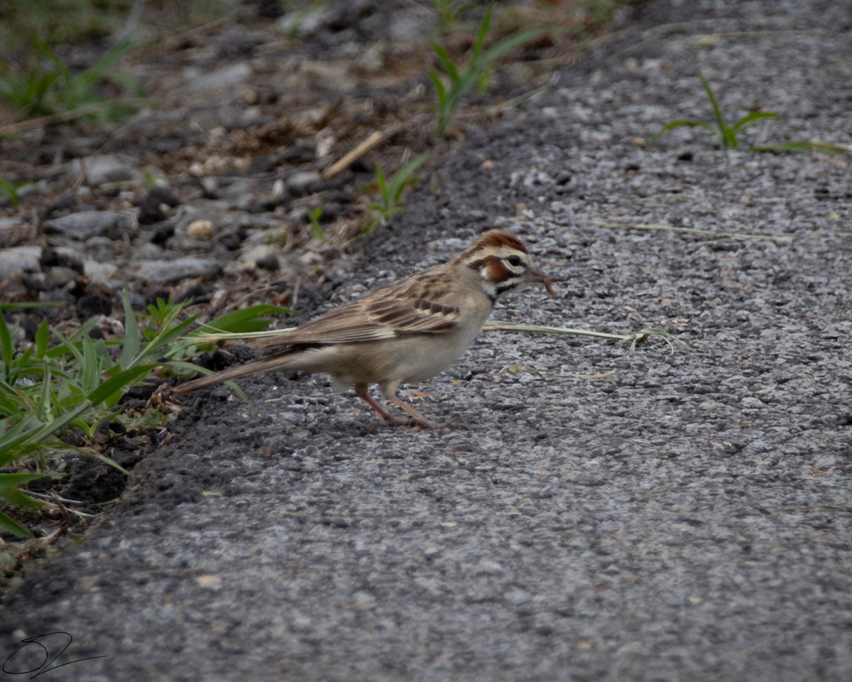 Lark Sparrow - ML619866387