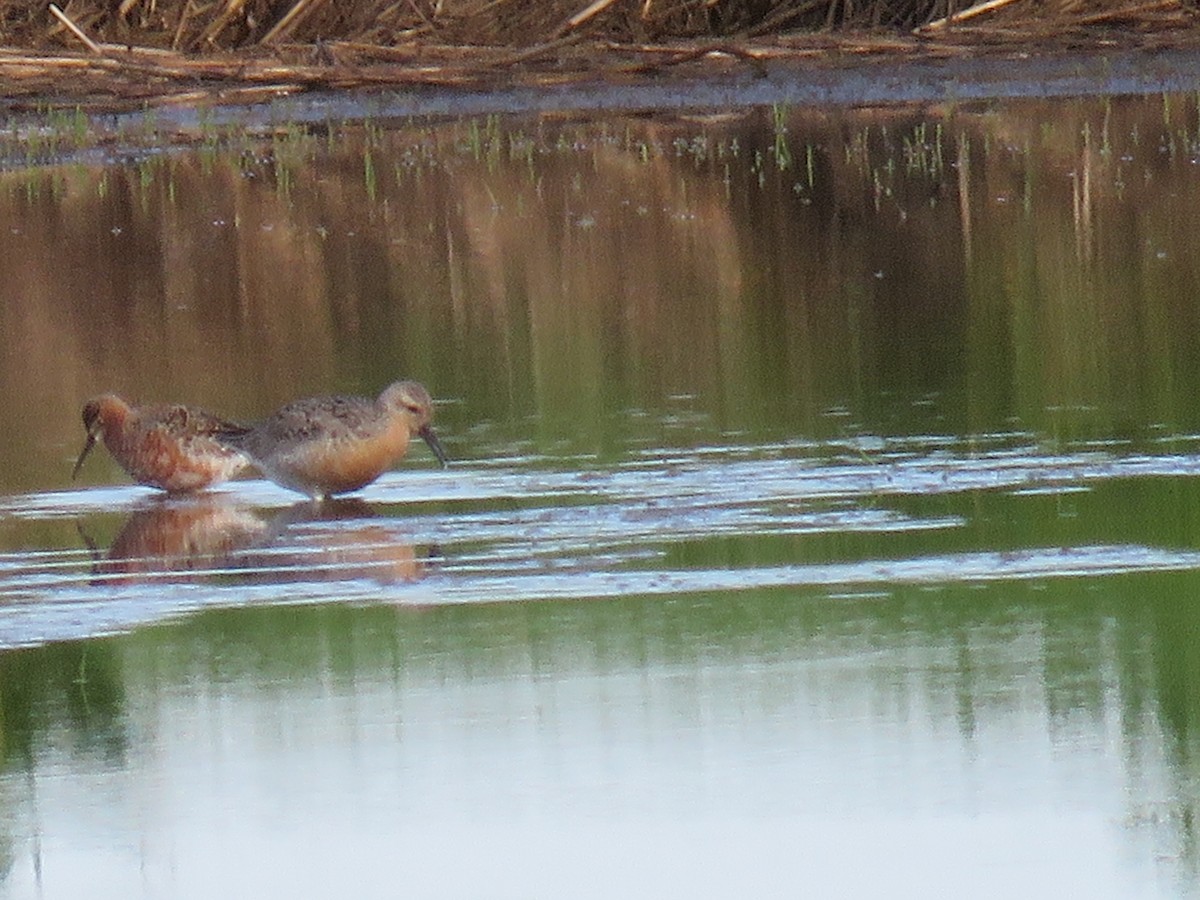 Curlew Sandpiper - ML619866390