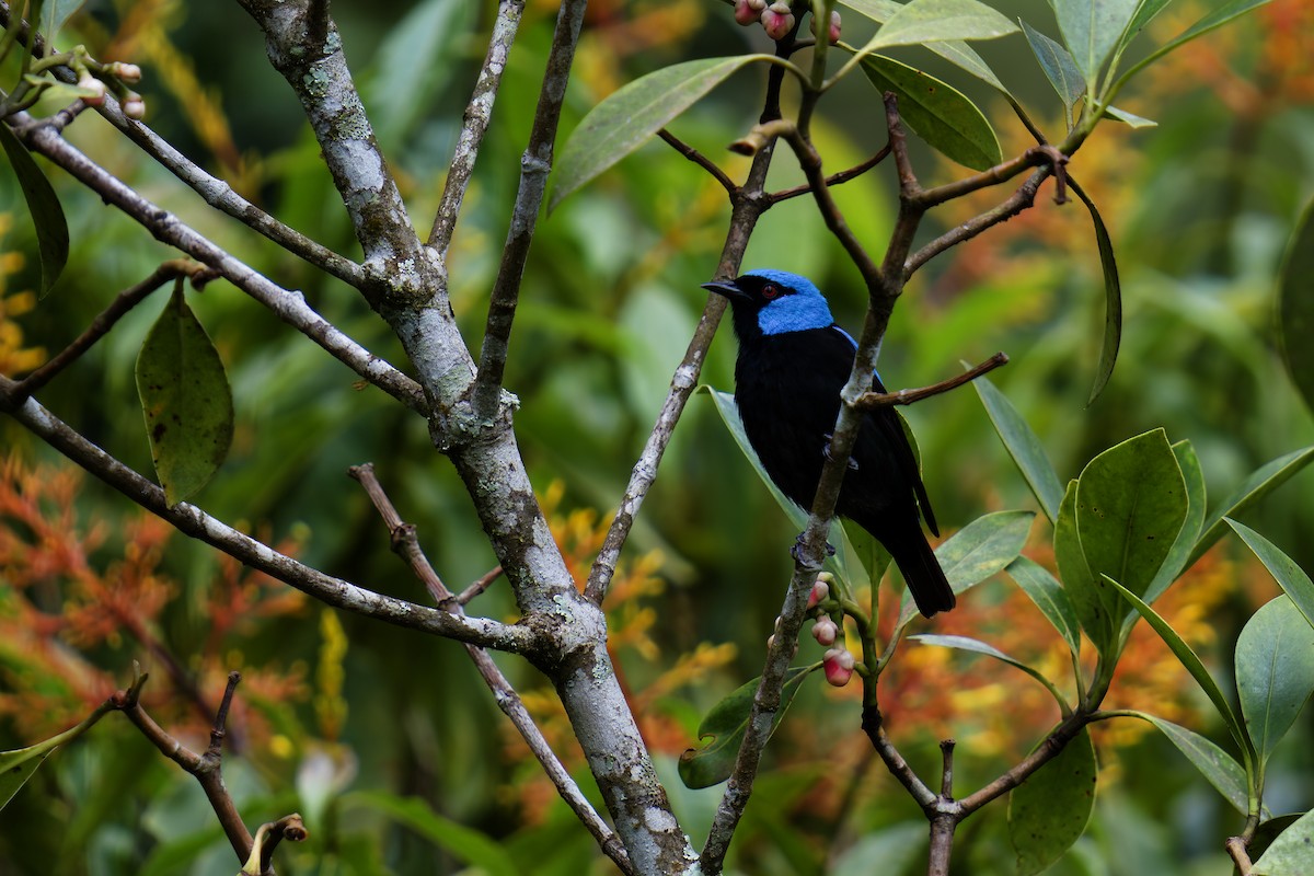 Scarlet-thighed Dacnis - ML619866395