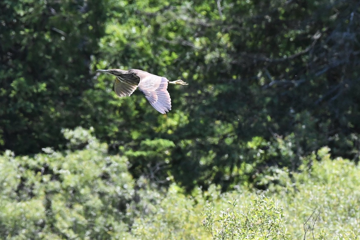 American Bittern - ML619866407