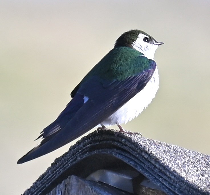 Violet-green Swallow - ML619866416