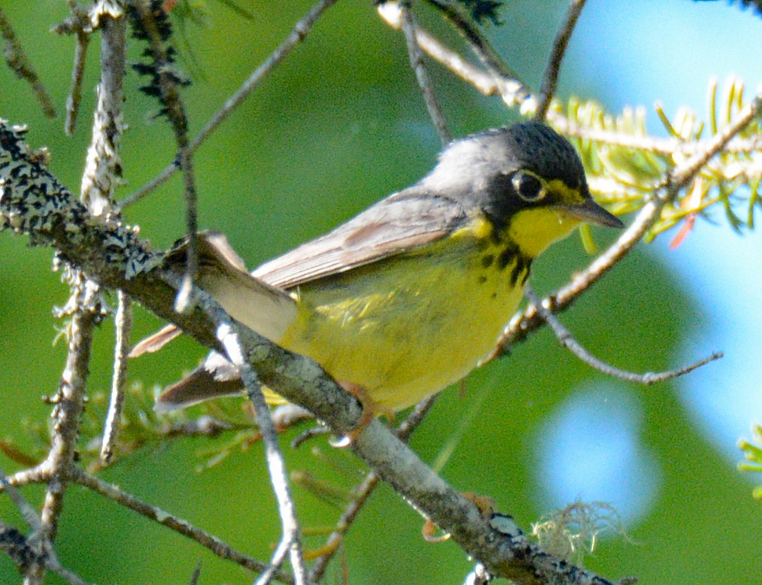 Canada Warbler - ML619866431