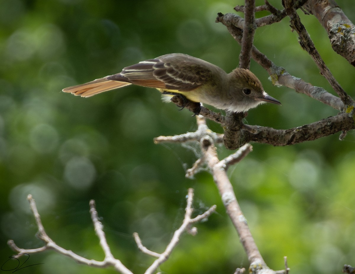 Great Crested Flycatcher - ML619866445
