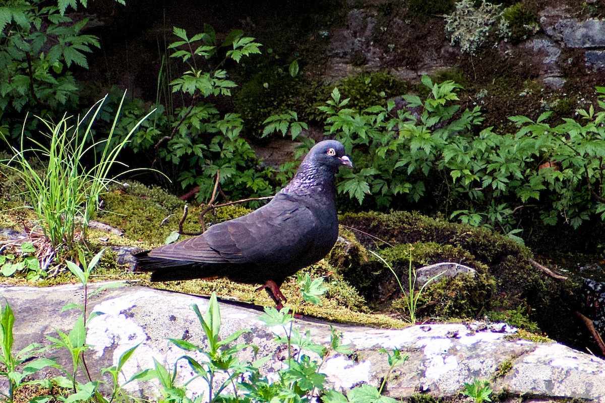 Rock Pigeon (Feral Pigeon) - ML619866449