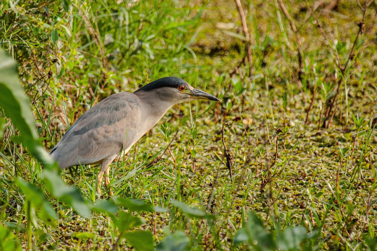 Black-crowned Night Heron - ML619866472