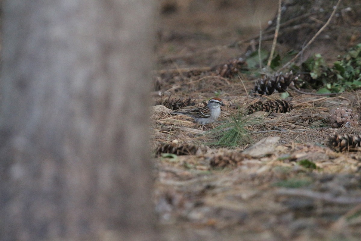 Chipping Sparrow - ML619866487