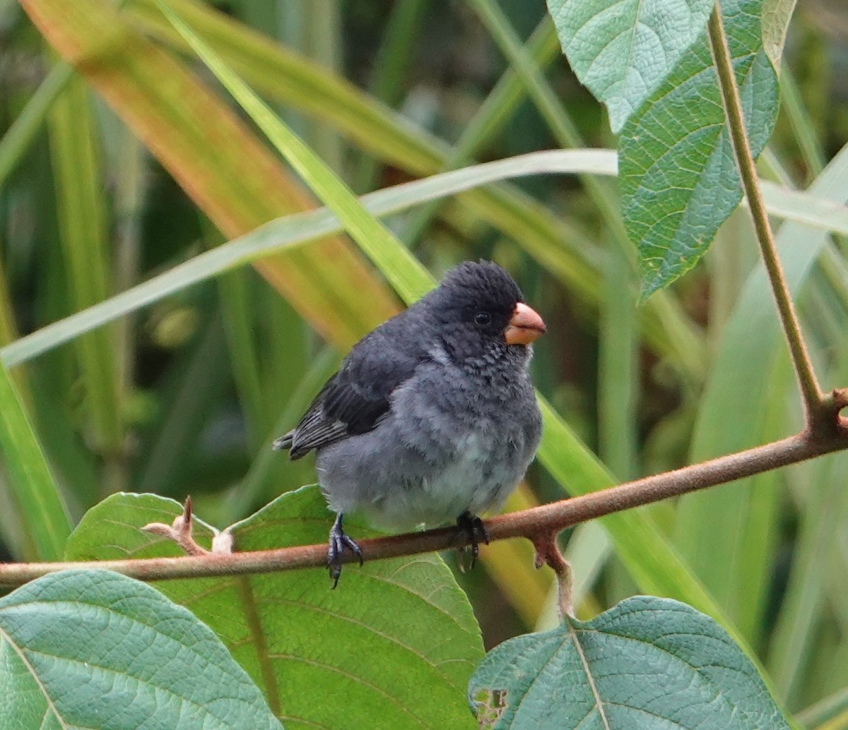 Gray Seedeater - ML619866502