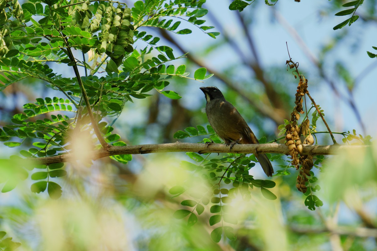 Cinnamon-bellied Saltator - ML619866504