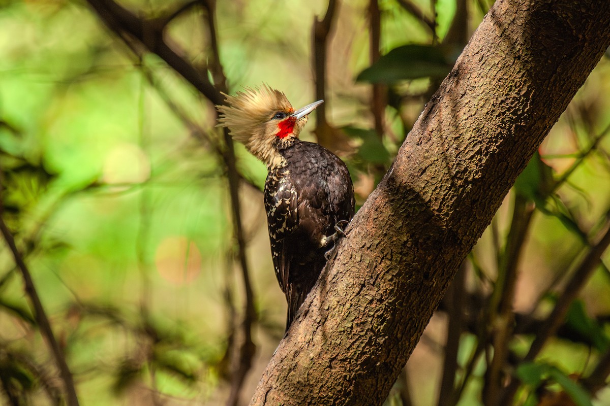 Blond-crested Woodpecker - ML619866517
