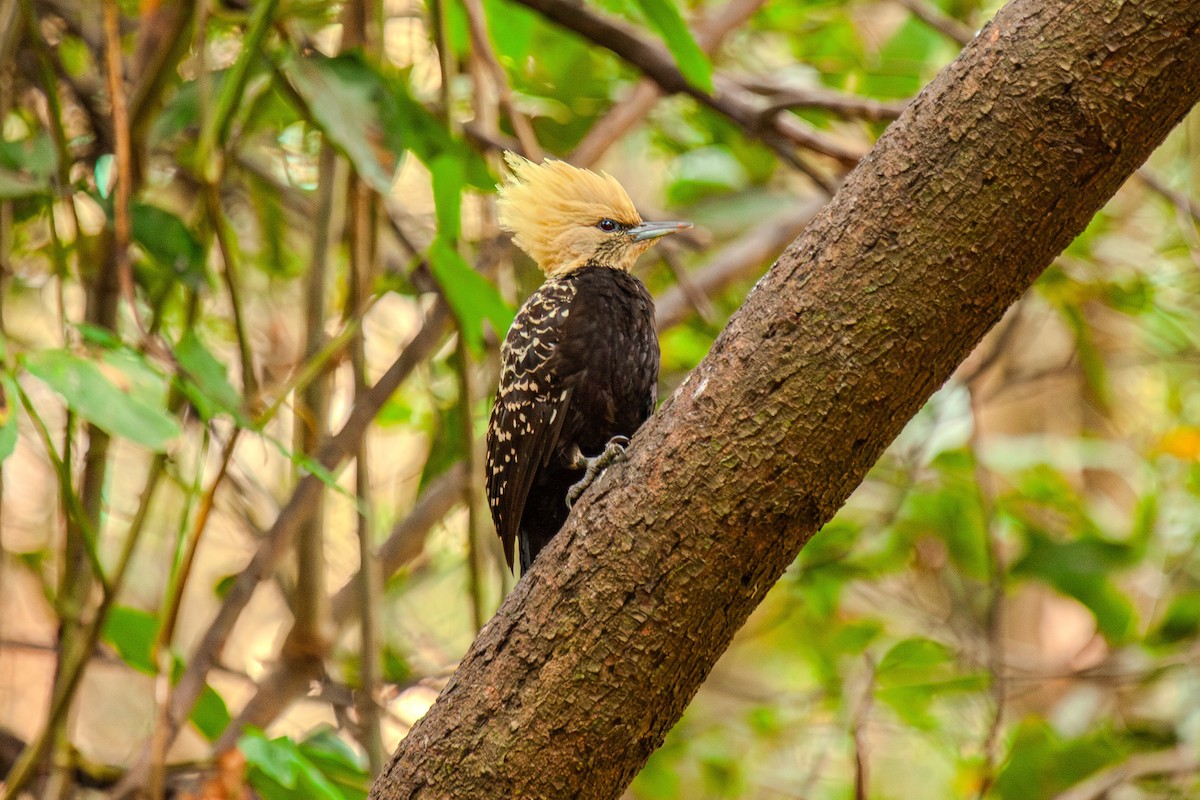 Blond-crested Woodpecker - ML619866518