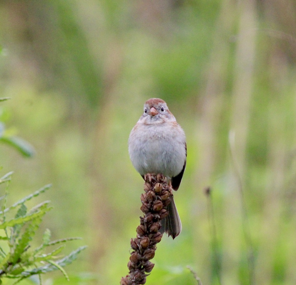Field Sparrow - ML619866521