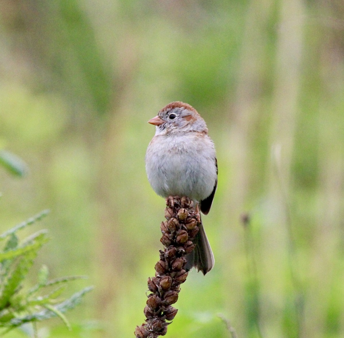 Field Sparrow - ML619866522
