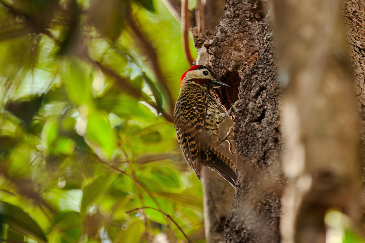 Green-barred Woodpecker - ML619866524