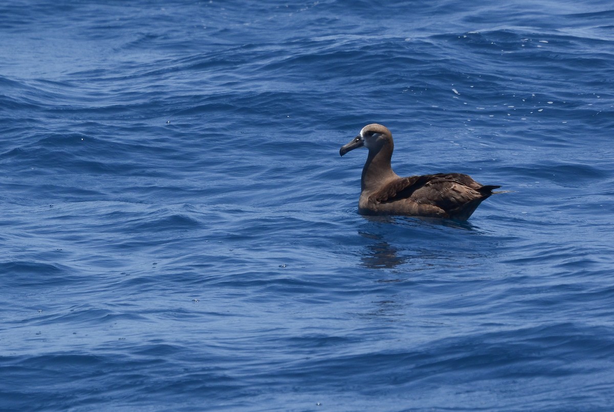 Albatros à pieds noirs - ML619866527