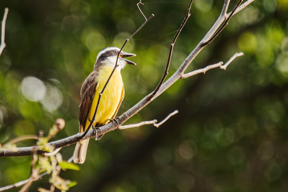 Great Kiskadee - ML619866532