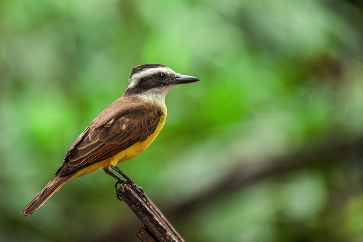 Great Kiskadee - ML619866533