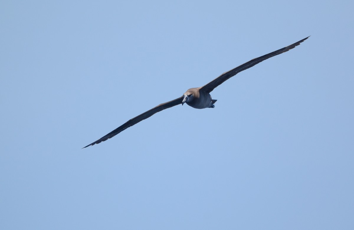 Black-footed Albatross - ML619866544