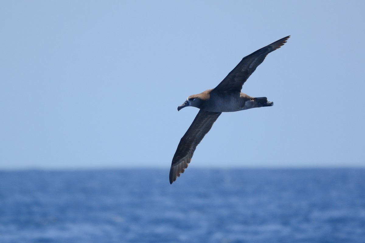 Black-footed Albatross - ML619866546