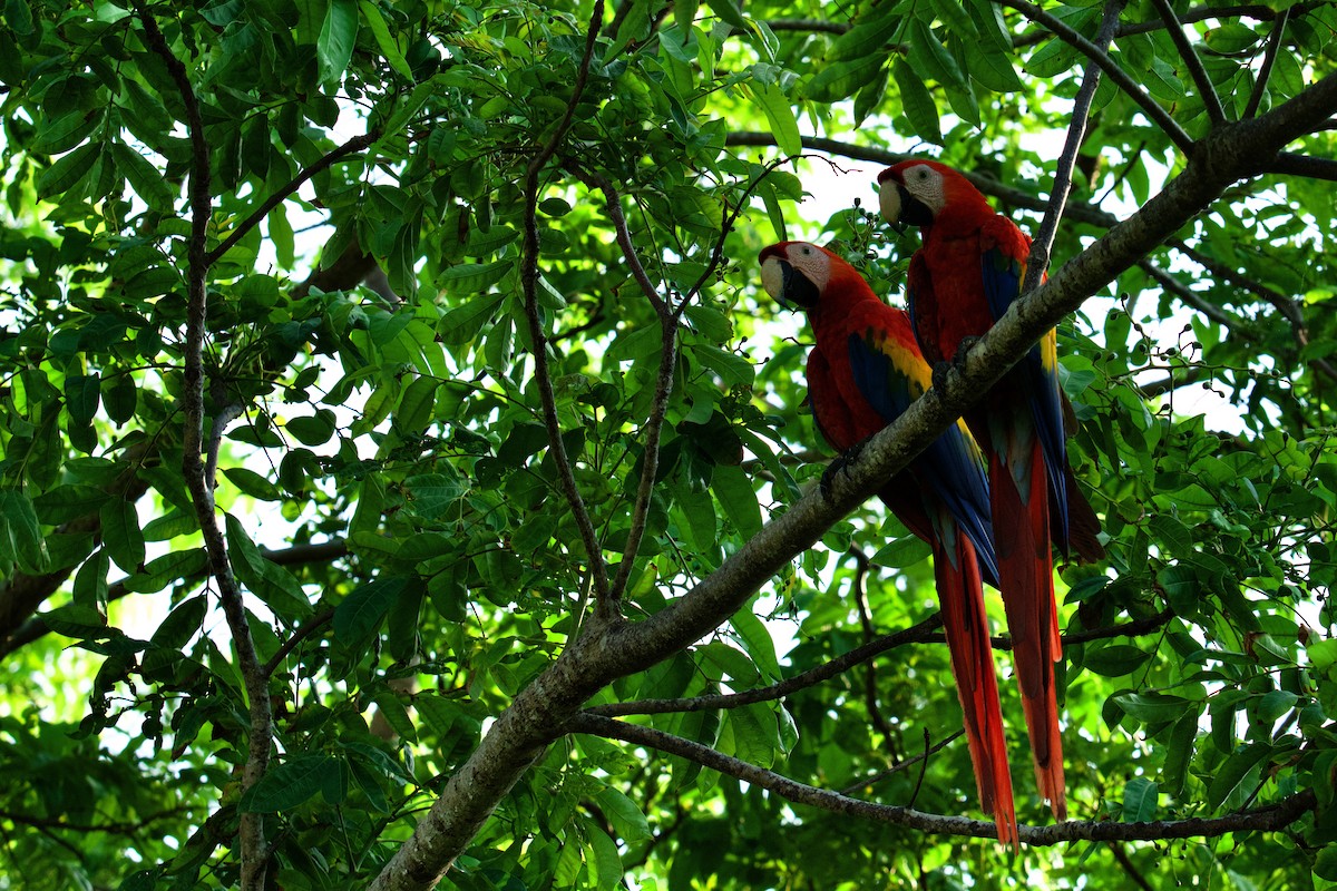 Scarlet Macaw - ML619866557