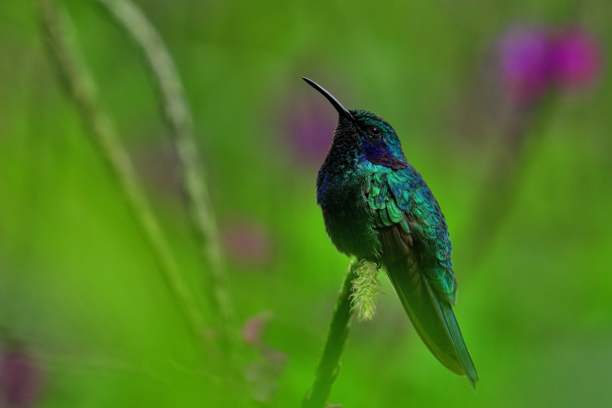 kolibřík modrouchý - ML619866590
