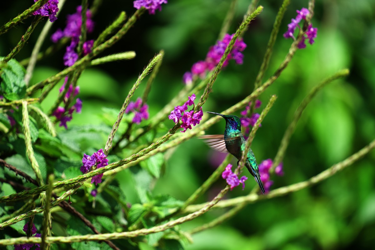 kolibřík modrouchý - ML619866598