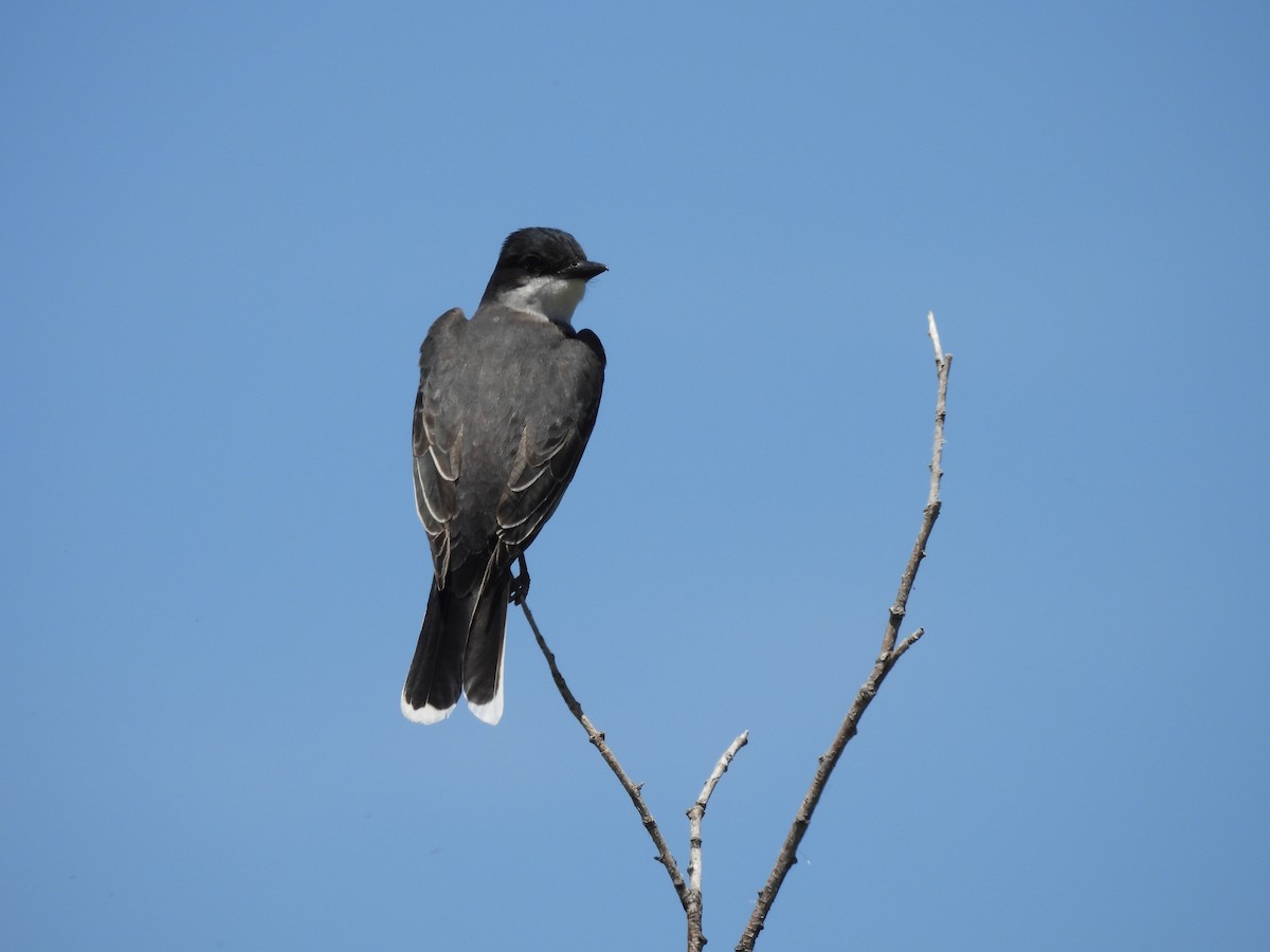 Eastern Kingbird - ML619866603