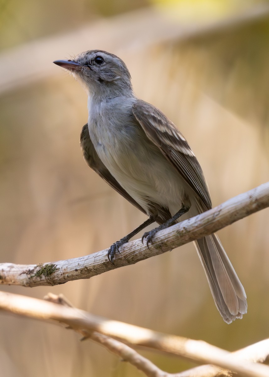 Northern Mouse-colored Tyrannulet - ML619866605