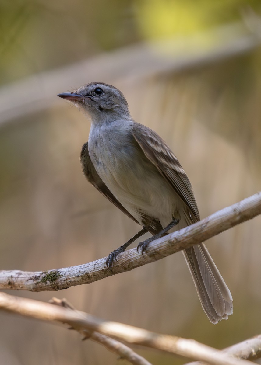 Northern Mouse-colored Tyrannulet - ML619866606