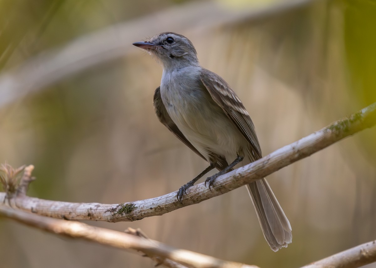 Northern Mouse-colored Tyrannulet - ML619866607