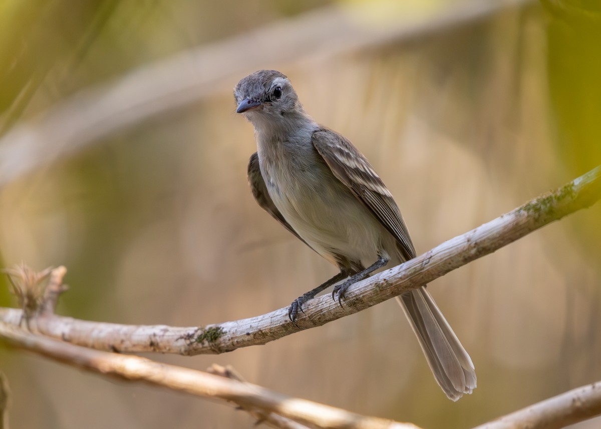 Northern Mouse-colored Tyrannulet - ML619866609