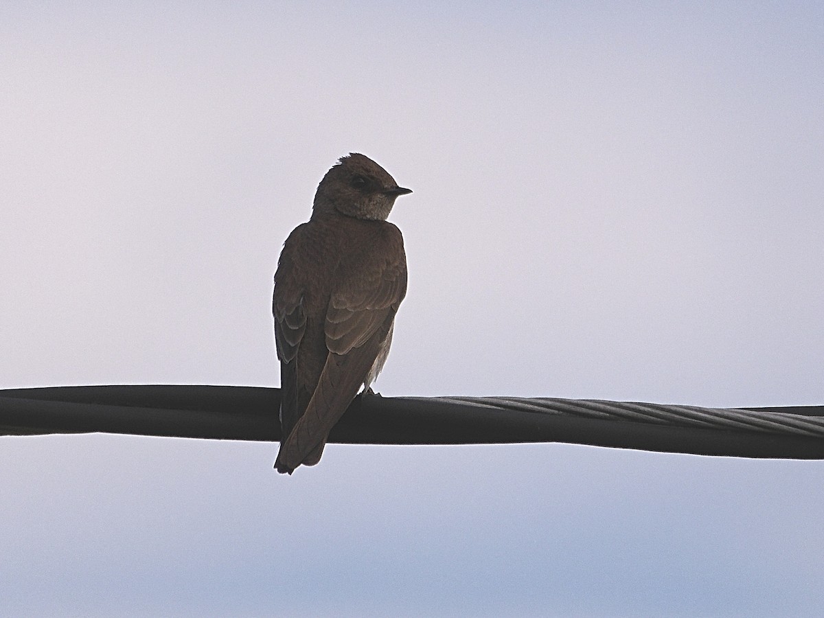 Northern Rough-winged Swallow - ML619866616