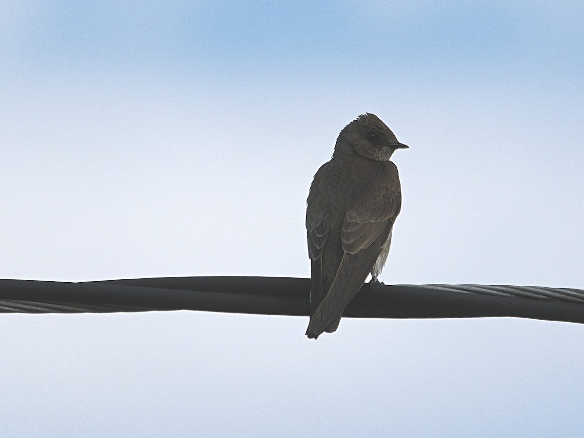 Northern Rough-winged Swallow - ML619866617